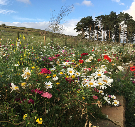 Native Enriched Wildflower Turf®